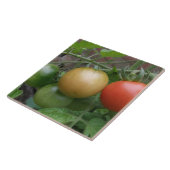 Carreaux de tomates de feux de circulation (Côté)
