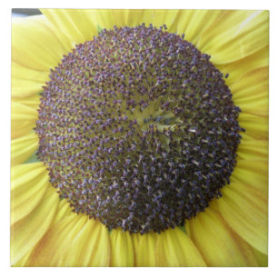 Carreaux de tournesol jaune
