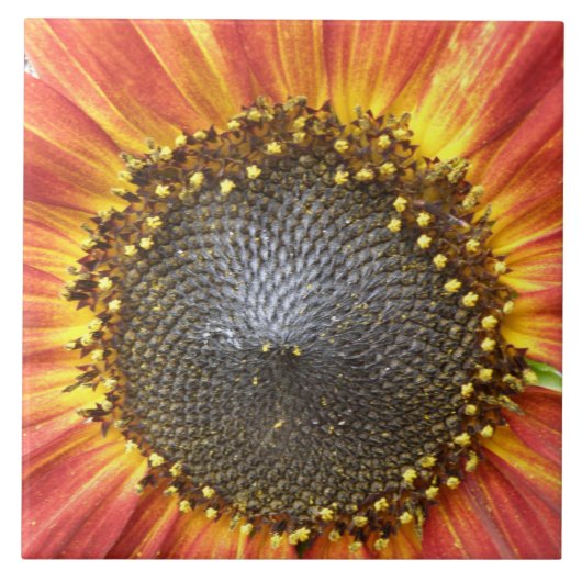 Carreaux de tournesol rouge et jaune (Devant)
