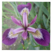 Carreaux d'iris violet (Devant)