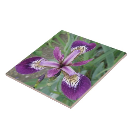 Carreaux d'iris violet (Côté)
