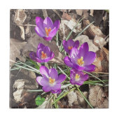 Carreaux en céramique de Crocus pourpre (Devant)