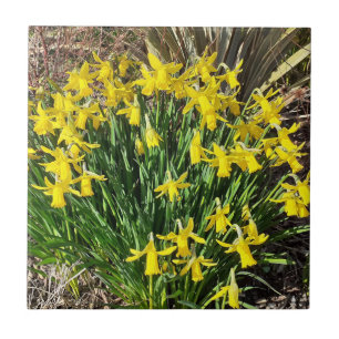 Carreaux en céramique de jonquilles jaunes de prin