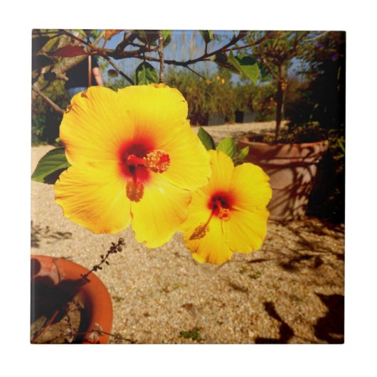 Carreaux en céramique de l'Hibiscus jaune (Devant)