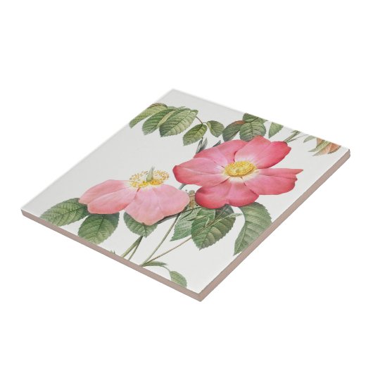 Carreaux en céramique Redoute Red Rose Roses (Côté)