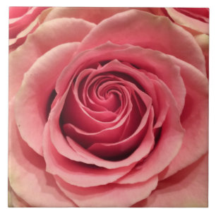 Carreaux en céramique Rose