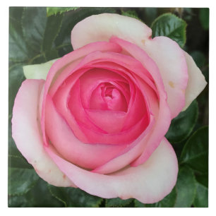 Carreaux en céramique rose