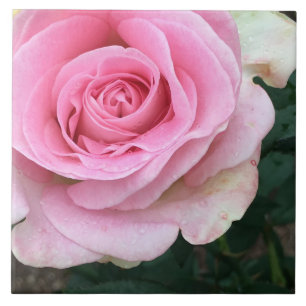 Carreaux en céramique rose