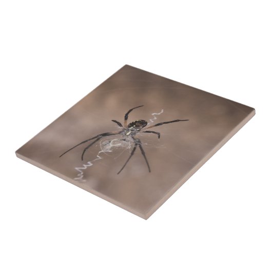 Carreaux en céramique Spider (Côté)