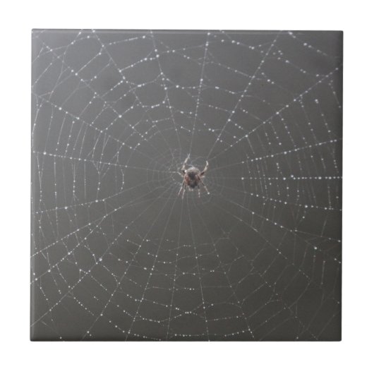 Carreaux en céramique Spider Web (Devant)
