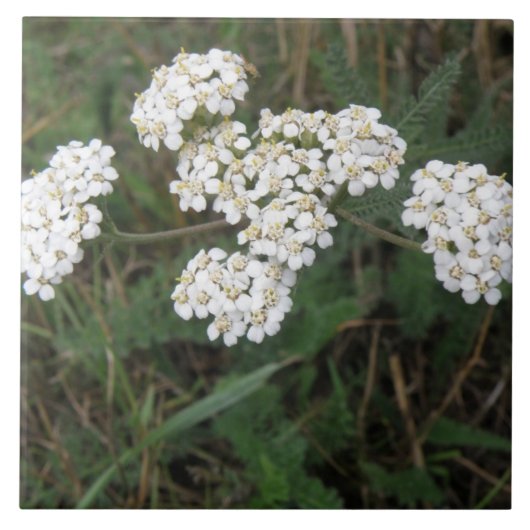 Carreaux Fleurs sauvages blancs (Devant)