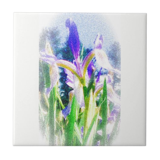 Carreaux Iris défraîchis (Devant)