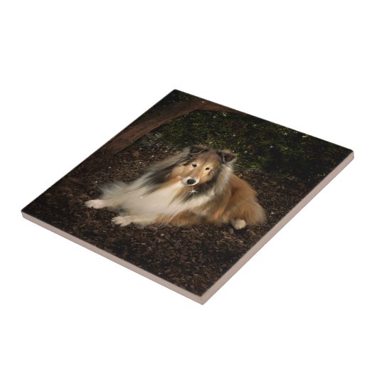 Carreaux magiques Sheltie (Côté)
