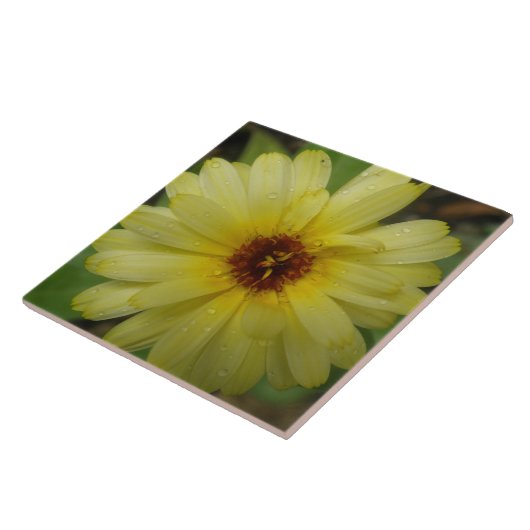 Carreaux Marigold Jaune (Côté)