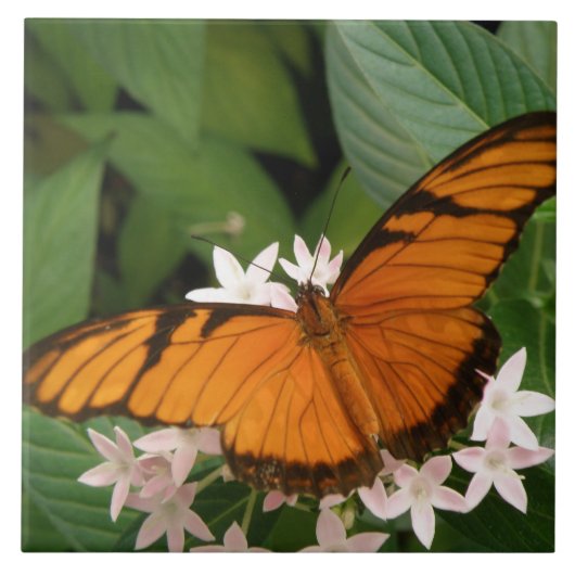 Carreaux papillon Julia orange (Devant)