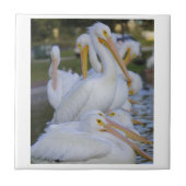 Carreaux Pélican (Devant)