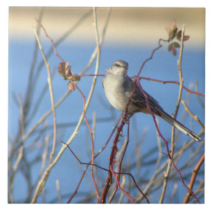 Carreaux photo de Northern Mockingbird