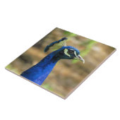 Carreaux - Portrait Peacock (Côté)