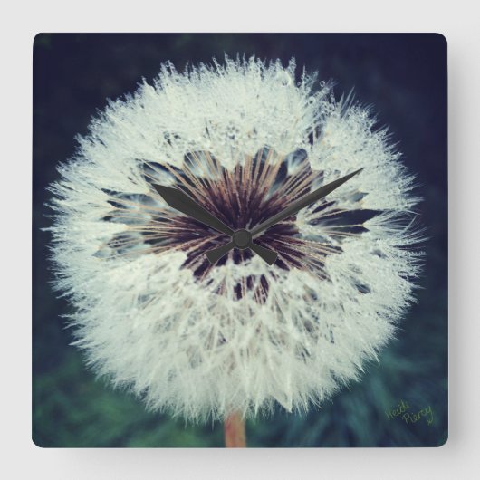 Carrée Dewy Dandelion Horloge ...Horloge! (Recto)