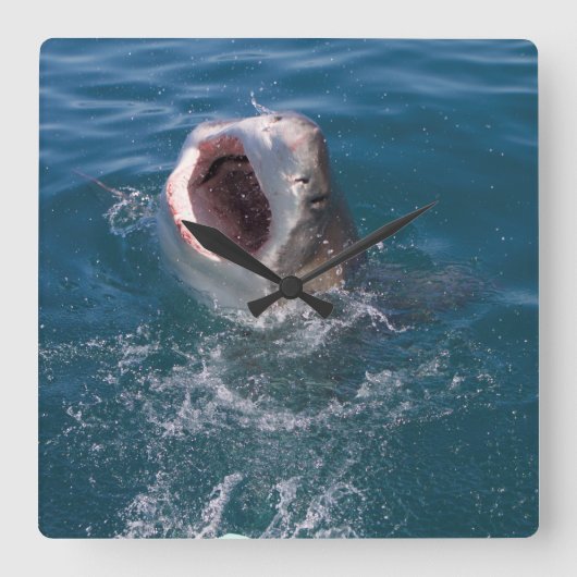 Carrée Grande horloge de requin blanc (Recto)