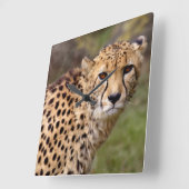 Carrée Horloge Cheetah (Angle)
