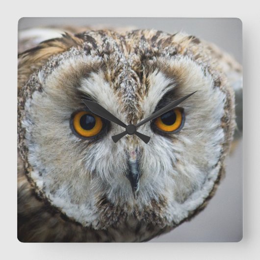 Carrée Horloge de hibou (Recto)