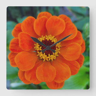 Carrée Horloge orange de fleurs de Zinnia