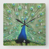 Carrée Horloge - Plumes de queue de paon (Recto)