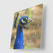 Carrée Horloge - Portrait Peacock (Angle)