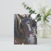 Carriage Horse Briefkaart (Staand voorkant)