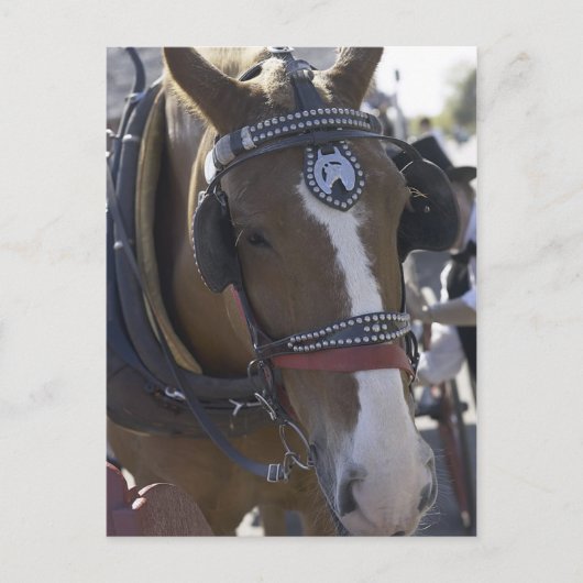 Carriage Horse Briefkaart (Voorkant)