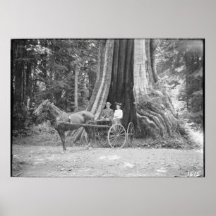 Carriage in the Hollow Tree, Stanley Park, Poster