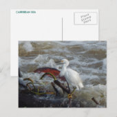 CARRIBEAN BIRD BRIEFKAART #1 (Voorkant / Achterkant)