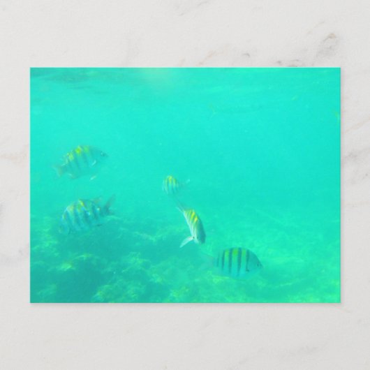 CARRIBEAN ZEE #5 BRIEFKAART (Voorkant)