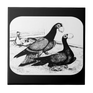 Carrier Pigeons Loft Scene 1980 Tegeltje
