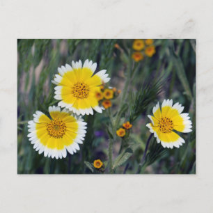 Carrizo Plain Wildbloemen Briefkaart