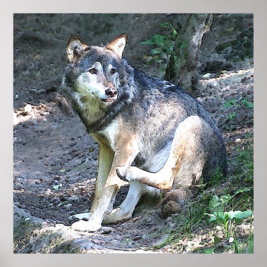 CArt Wolf Poster (Voorkant)