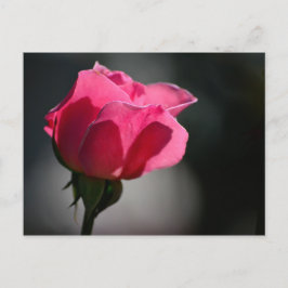 Cartão Postal - Rosa (Casa das Rosas)|Nº5 Briefkaart