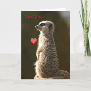 Carte 005 de Meerkat Valentine
