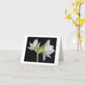 Carte 100_1530 amaryllis 2007 (Fleur jaune)