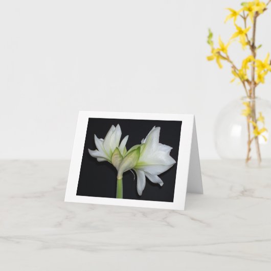 Carte 100_1530 amaryllis 2007 (Fleur jaune)