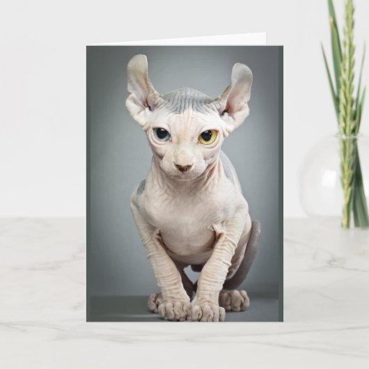 Carte 11 Sphinx Cat (Devant)