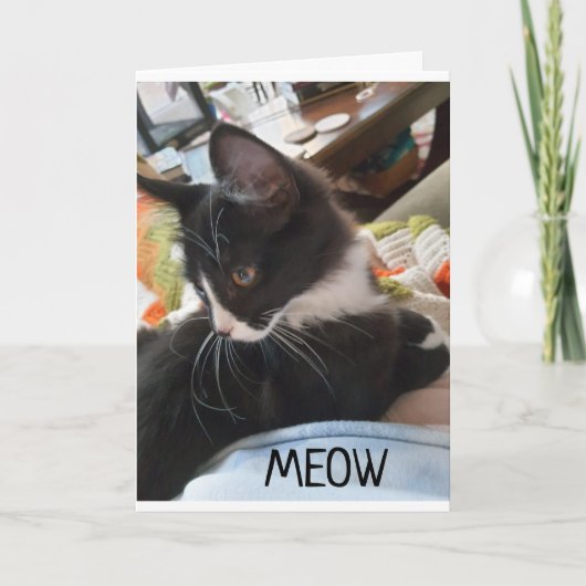 Carte 11e" SOUHAITS D'ANNIVERSAIRE DES DEUX CHIENS AMÉRI (Devant)