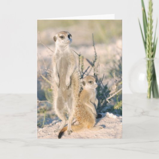 Carte 16 de KMP - pépite de garde d'enfants de (Devant)