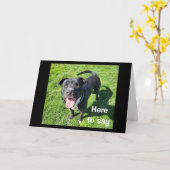 Carte **16ème anniversaire** HUMOUR D'UN CHIEN COOL (Fleur jaune)