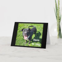 **16ème anniversaire** HUMOUR D'UN CHIEN COOL