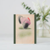 Carte 1907 Vintage Thanksgiving rose et gris Turquie (Debout devant)