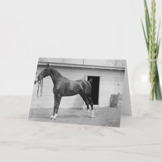 Carte 1911 Show Horse (Devant)