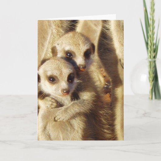 Carte 1 de KMP - chiots vifs (Devant)