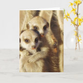 Carte 1 de KMP - chiots vifs (Fleur jaune)